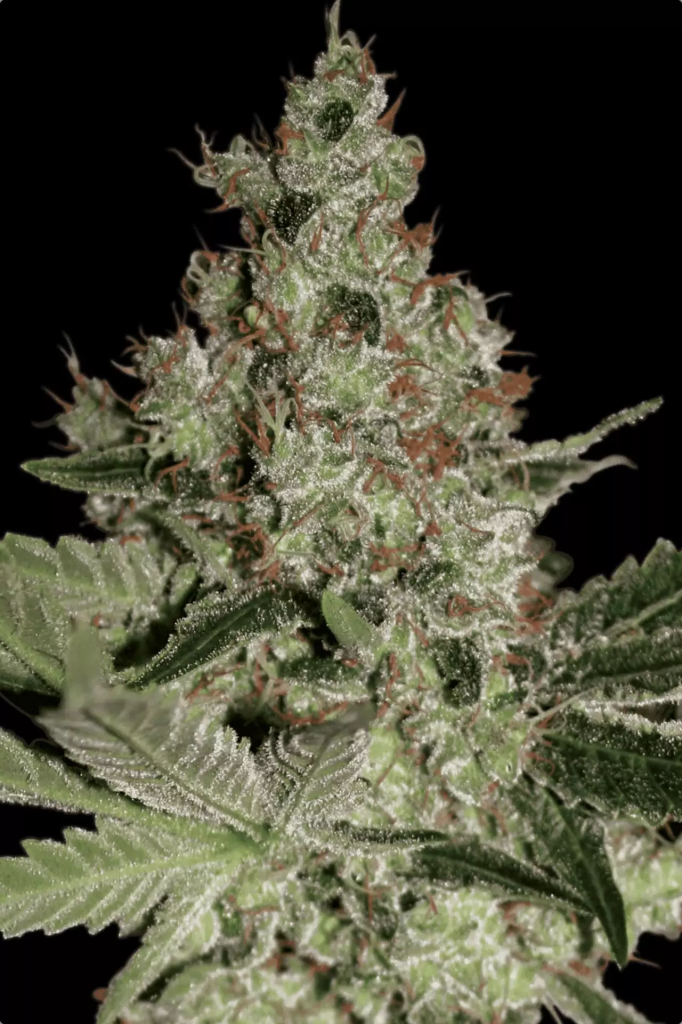 Acid fem