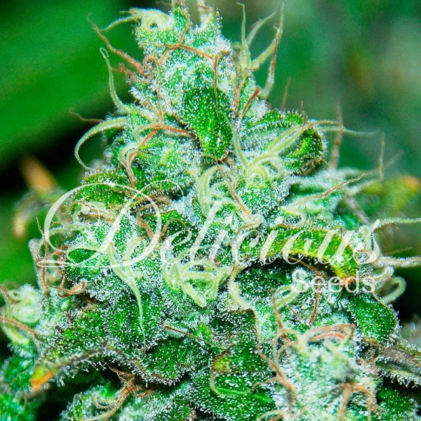 Fruity Chronic Juice fem