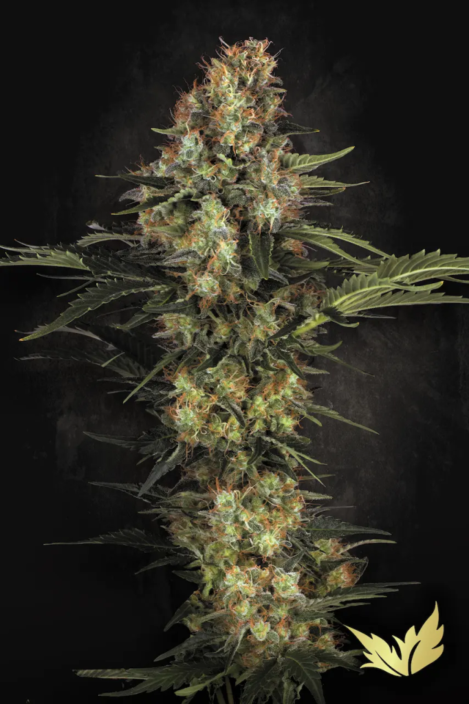 Original White Widow fem
