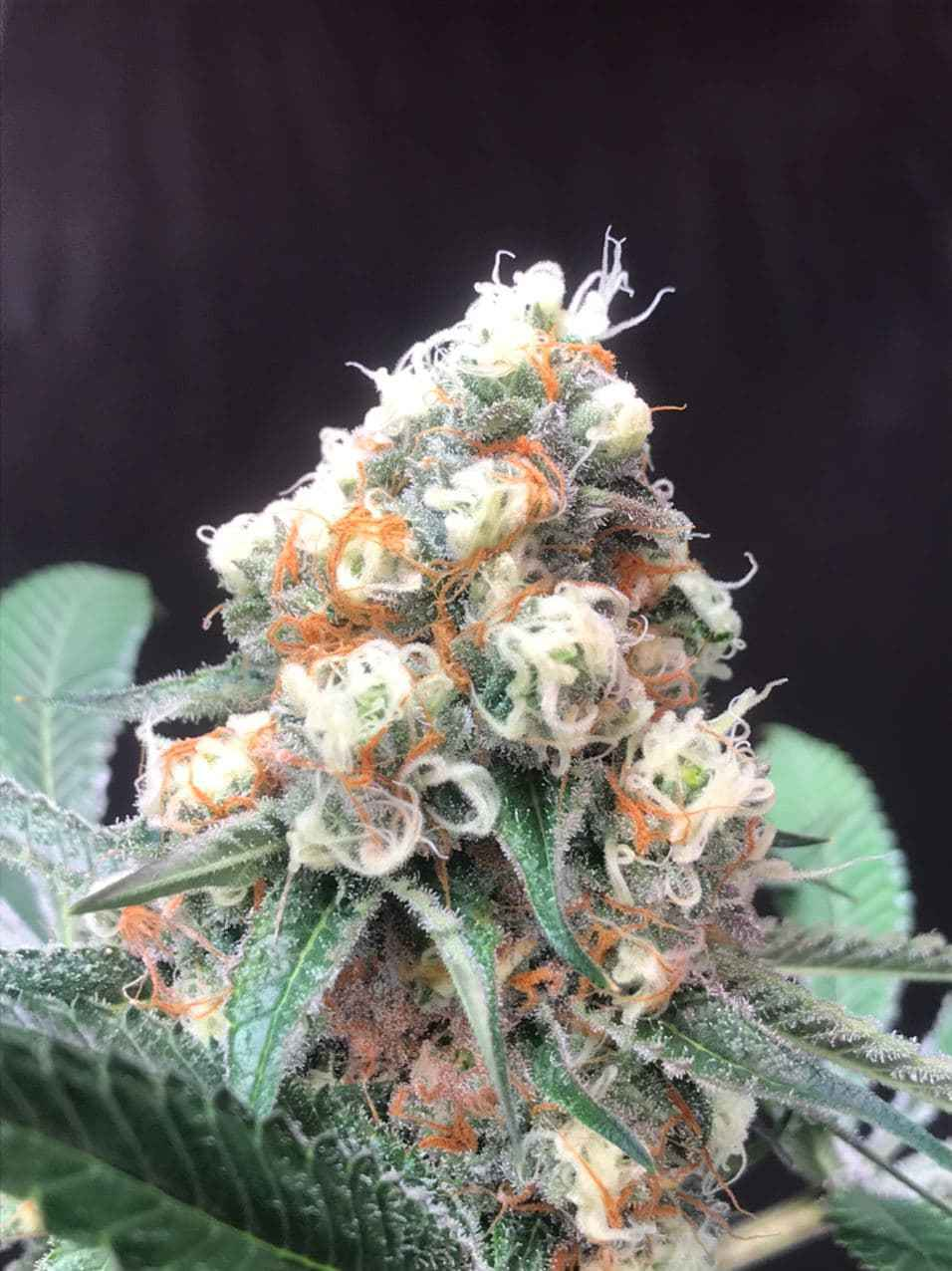 Lemonade Krush genetics fem