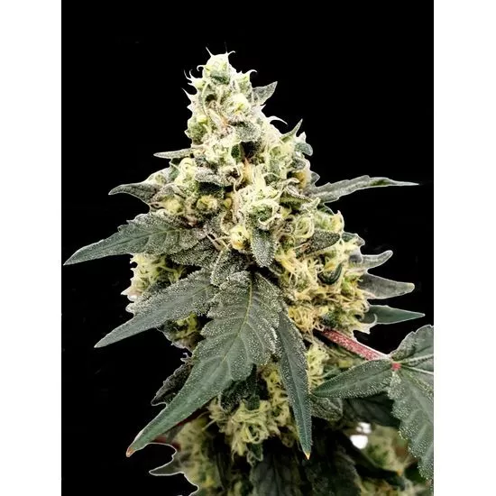 Lemonade Auto autofem