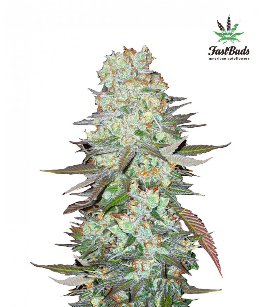 G14 autofem
