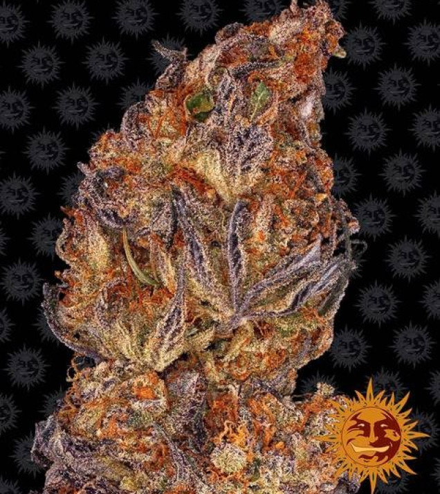 Runtz Auto autofem