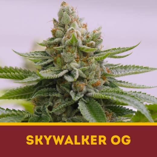 Skywalker OG fem