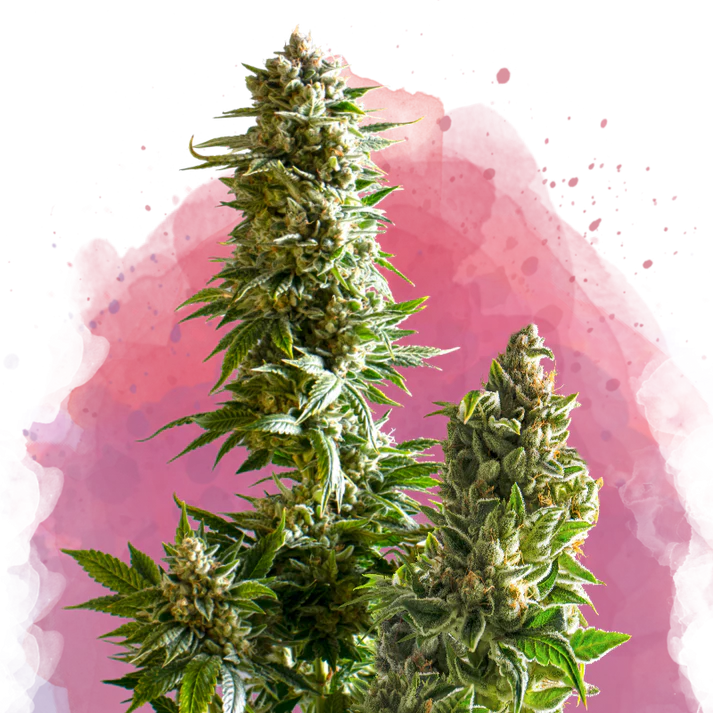 Master Kush Automatic autofem