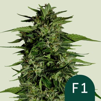 Hyperion F1 autofem