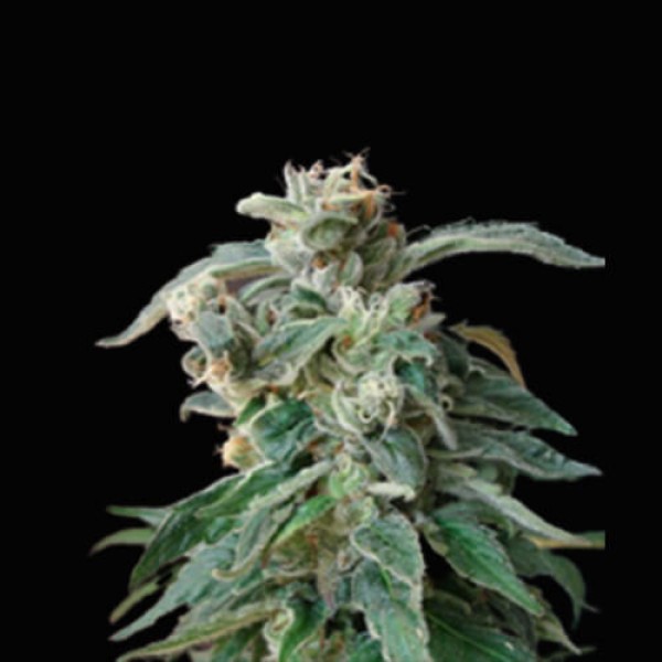 Blue Afghan Kush fem