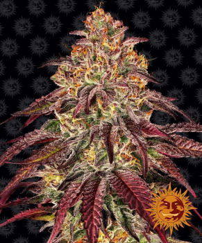 Mimosa x Orange Punch Auto autofem