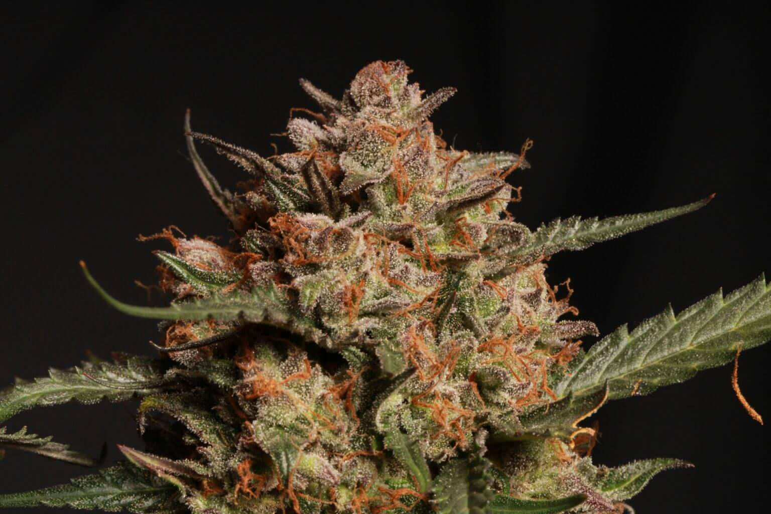 Apollo Black Cherry Auto autofem