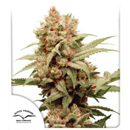 CBG-Force fem