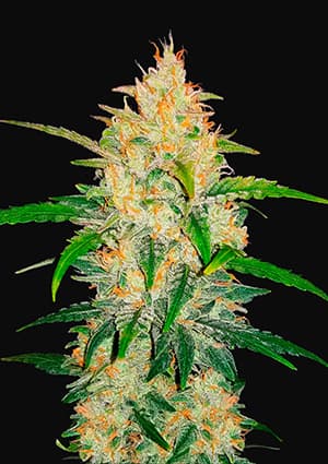 Zkittlez Auto autofem