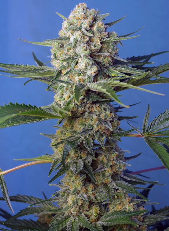 Crystal Candy F1 Fast Version fem