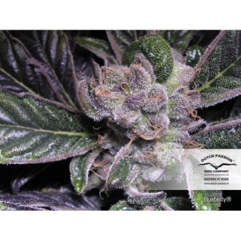 Blueberry fem