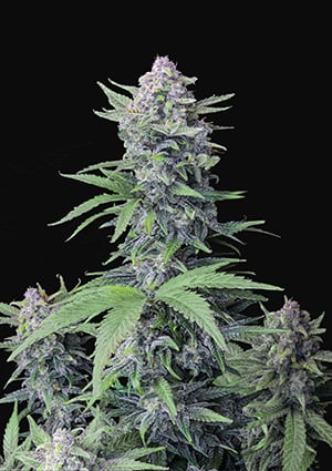 Tropicana Cookies autofem