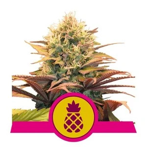 Pineapple Kush fem