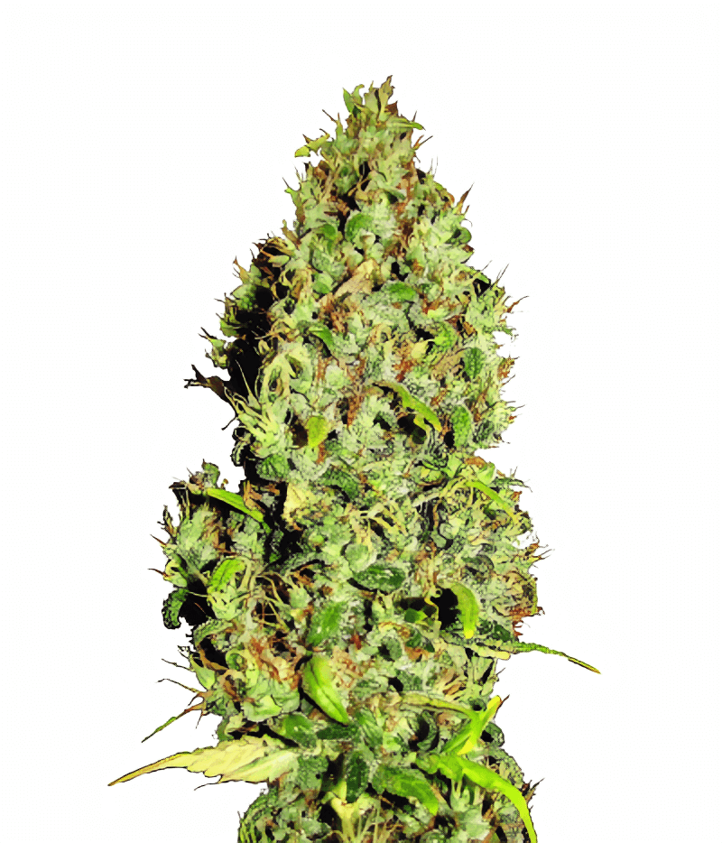 Afgani Mazar genetics fem