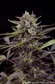 Auto Blueberry autofem