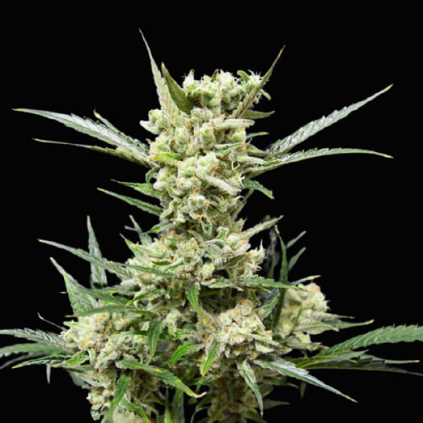 Haze Auto