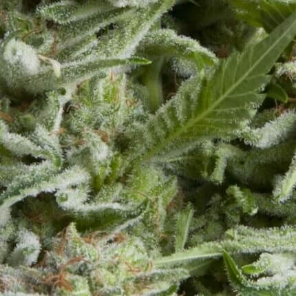 Auto Alpujarreña autofem