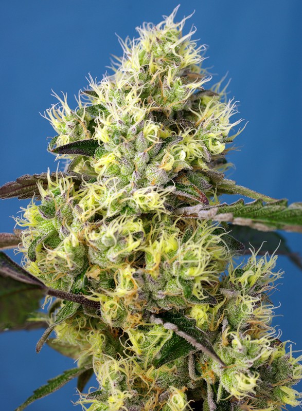 Sweet Gelato Auto autofem