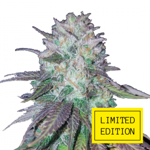 Blueberry Haze genetics fem
