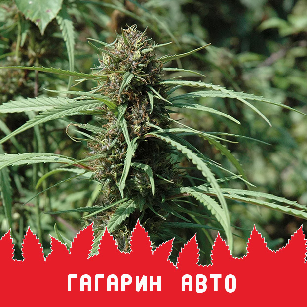 Гагарин авто