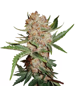 Bubblelicious Automatic autofem