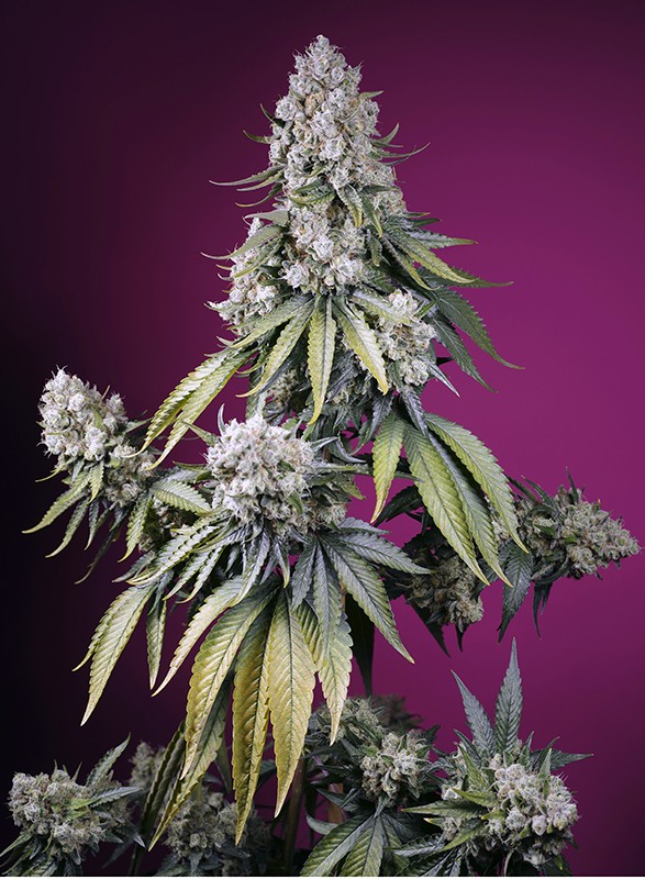 Jealousy Z XL Auto autofem