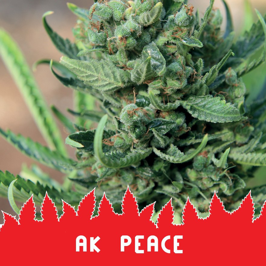 AK Peace fem