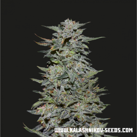 Boy Scout  Cookies fem