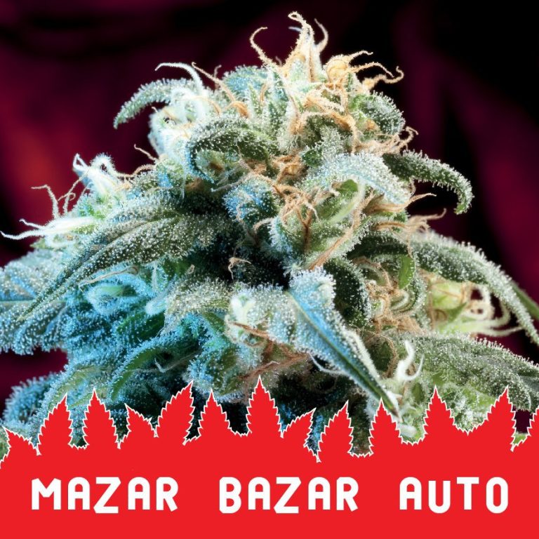 Mazar Bazar auto