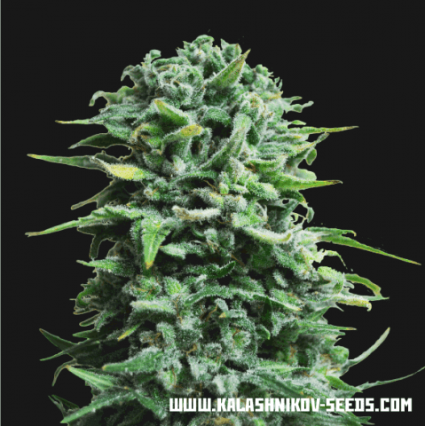 Siberian Haze fem