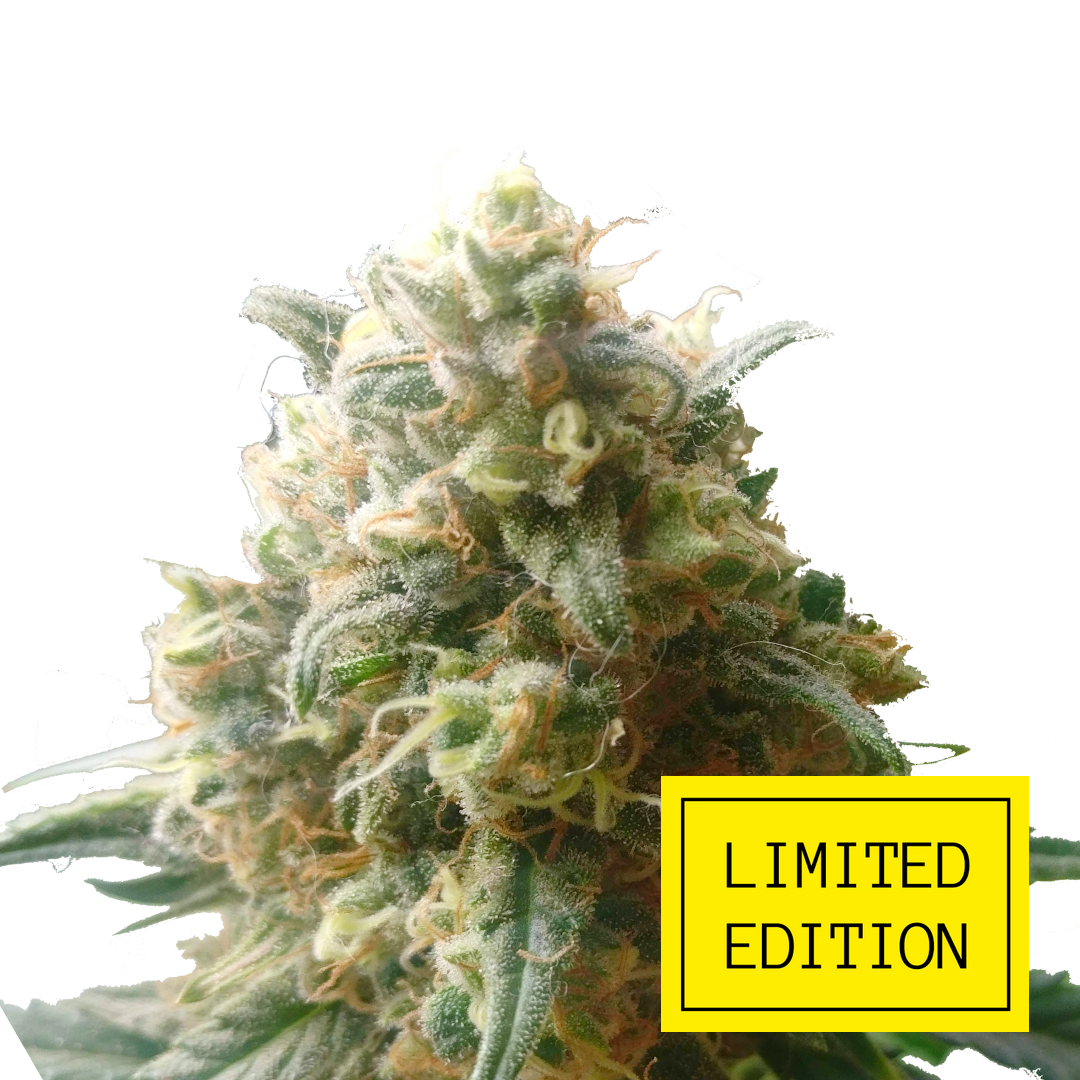 Critical genetics fem