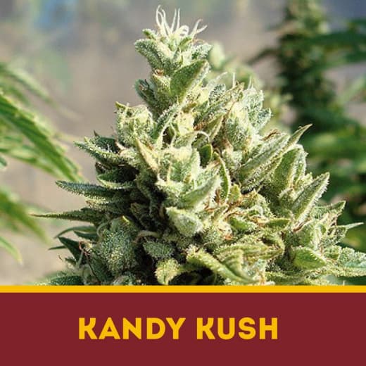 Kandy Kush fem