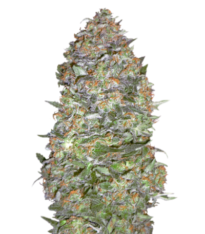 Auto Diesel genetics autofem