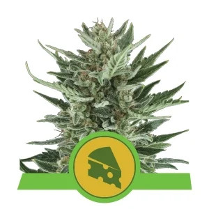 Royal Cheese Automatic autofem