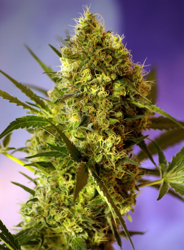 Big Devil №2 Auto autofem