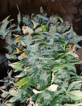 AK auto