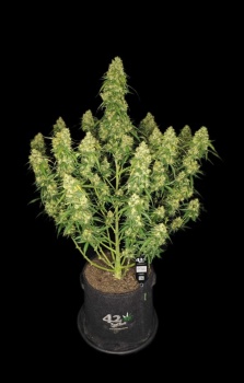 Sour Jealousy Auto autofem