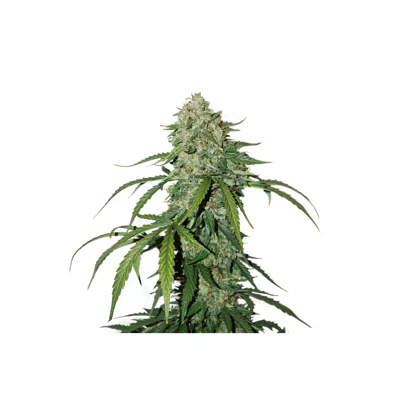 CBD 1:1 Silver Lime Haze Auto autofem