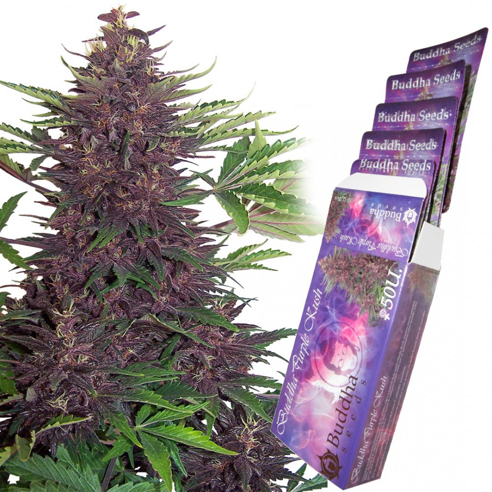 Purple Kush Auto autofem
