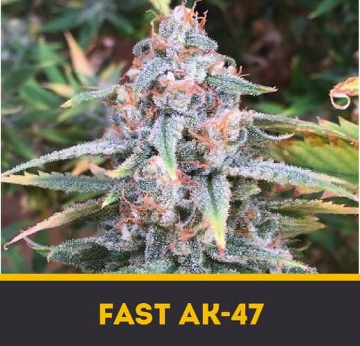 AK-47 Fast fem