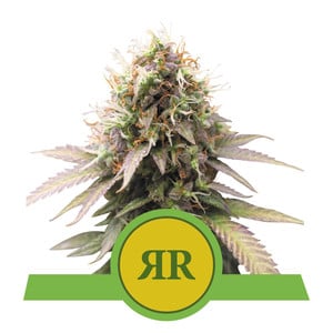Royal Runtz  Automatic autofem