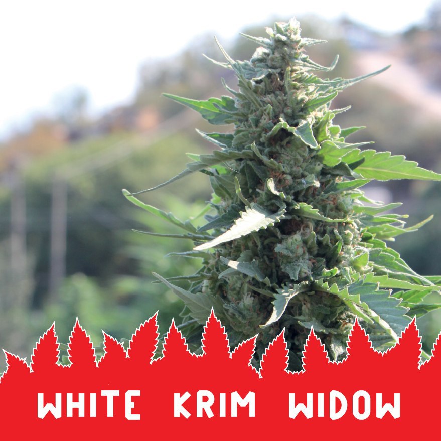 White Krim Widow fem