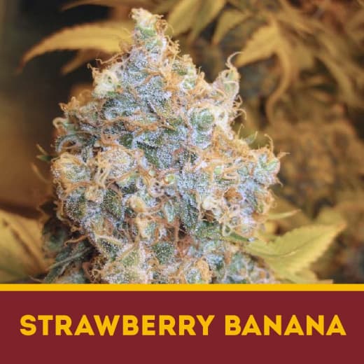 Strawberry Banana fem