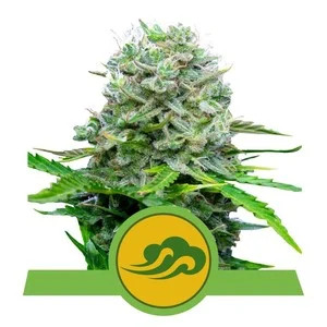 Royal Bluematic autofem