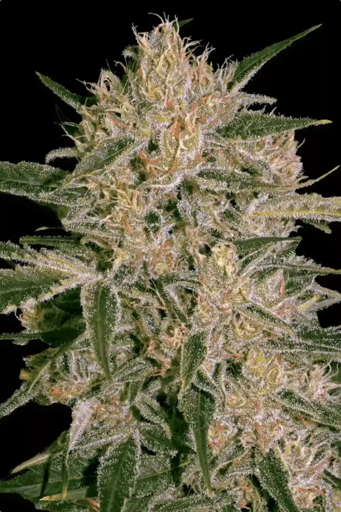 Nebula II CBD fem