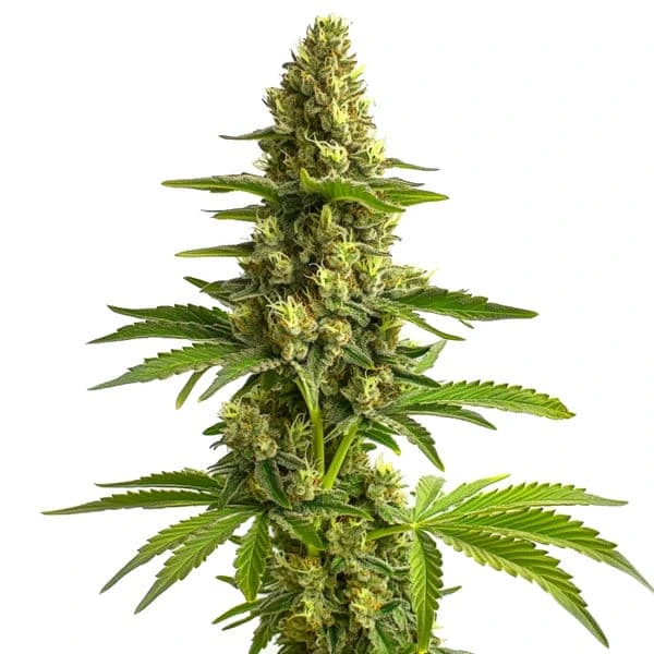 Bruce Banner #3 fem