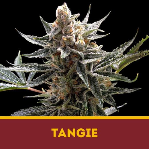 Tangie fem