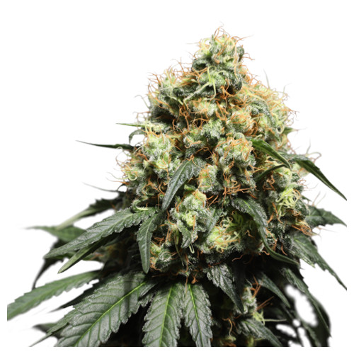 Bruce Lemon Diesel fem